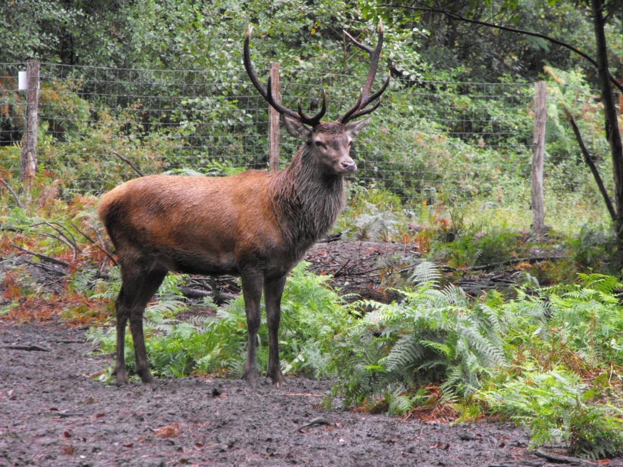 Cabane Des Cerfs Allons  Eksteriør bilde